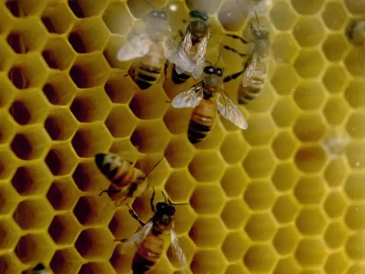 Flow Hive is the beekeeping startup that simplified honey harvesting and scaled globally